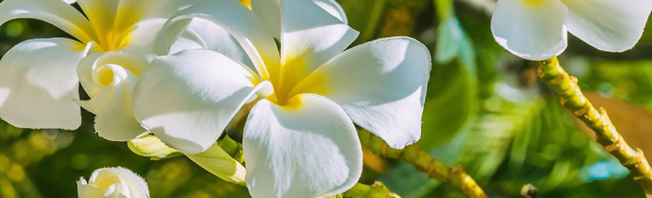 Monoï de Tahití